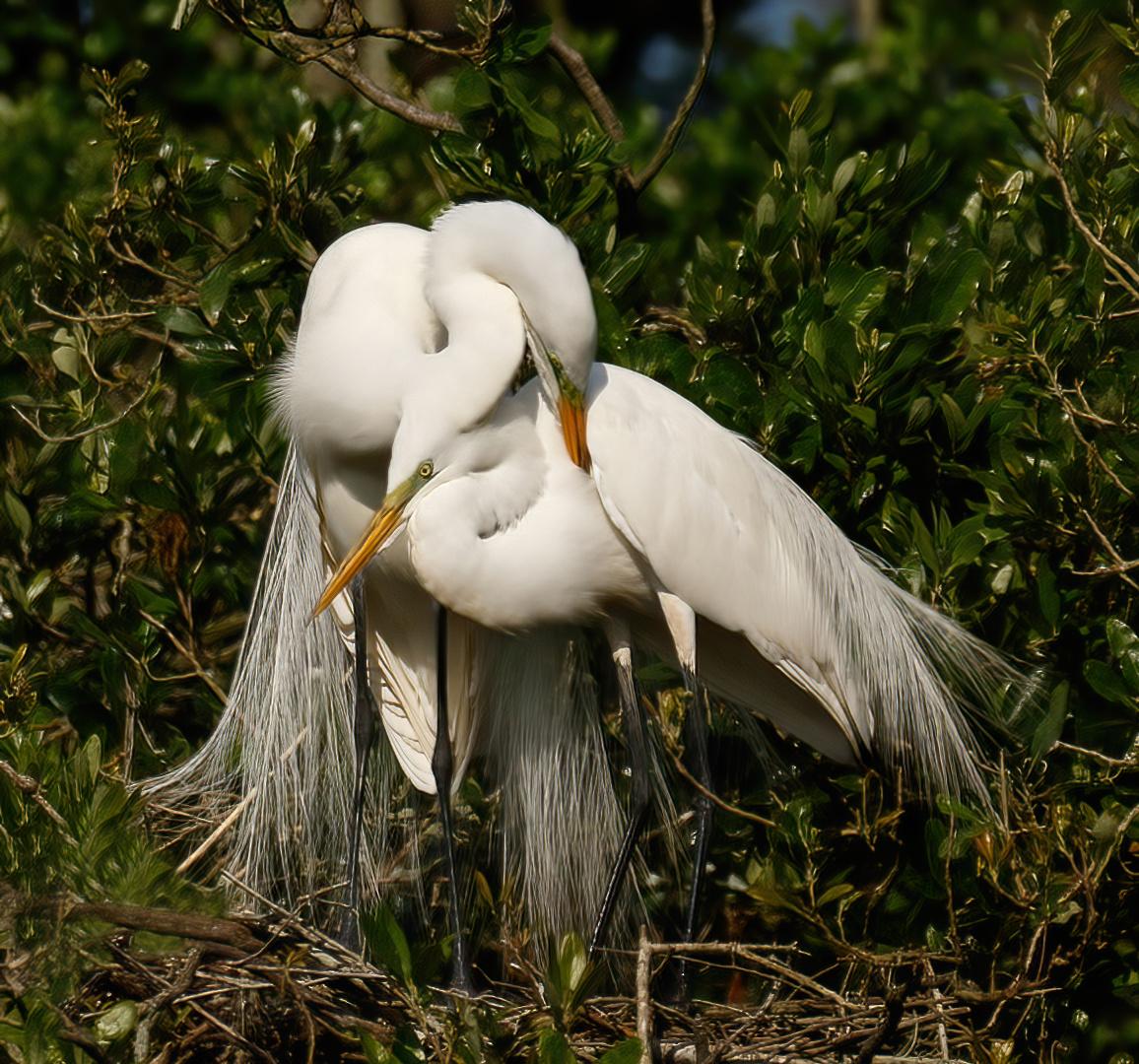 Competition entry: Great White Egrets Snuggling In Mating Season