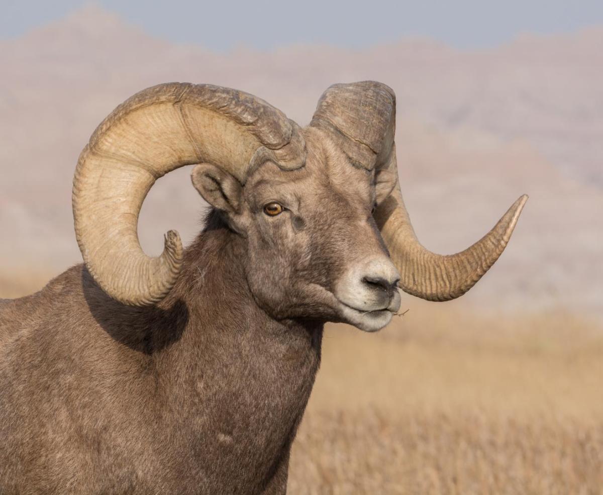 Competition entry: Bighorn Sheep