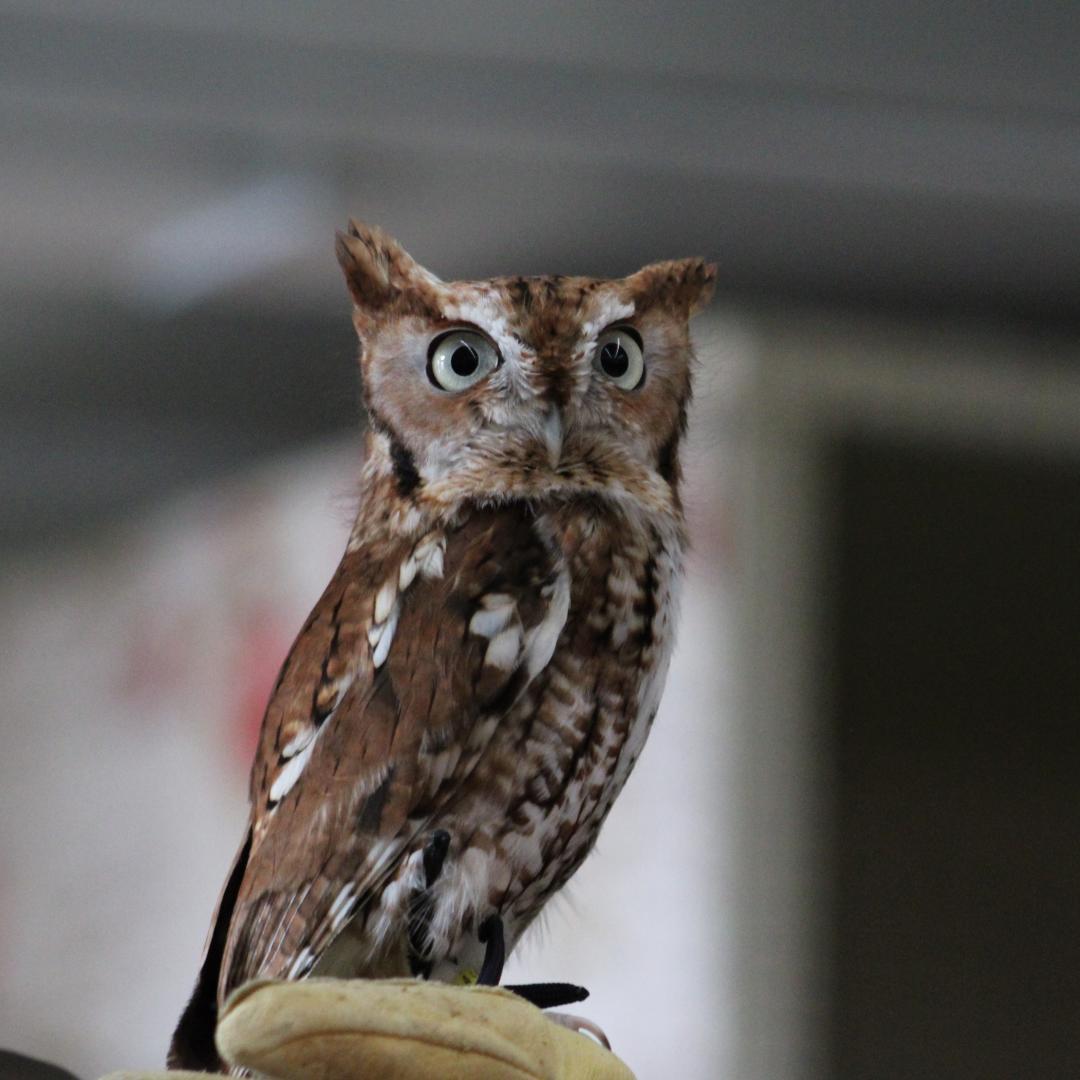 Competition entry: Owl with those adorable little ear tuffs
