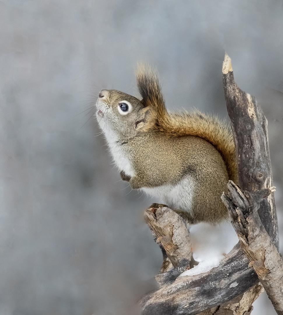 Competition entry: squirrel portrait