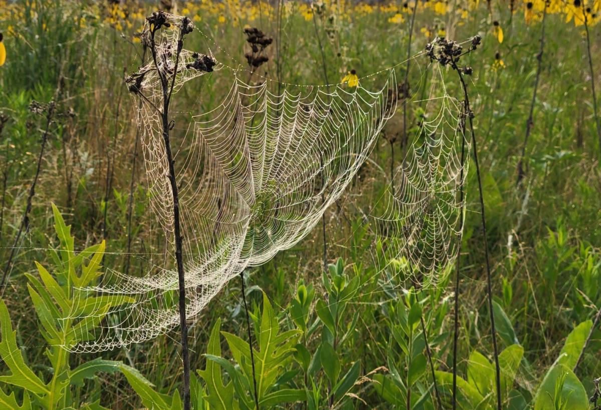 Competition entry: Charlotte's Web