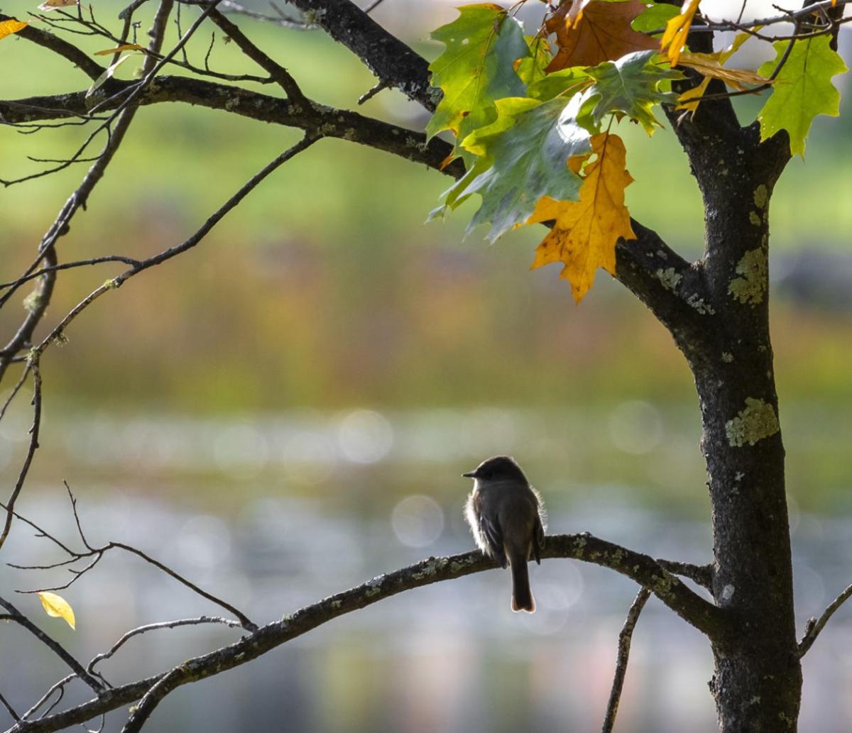 Competition entry: Morning Perch