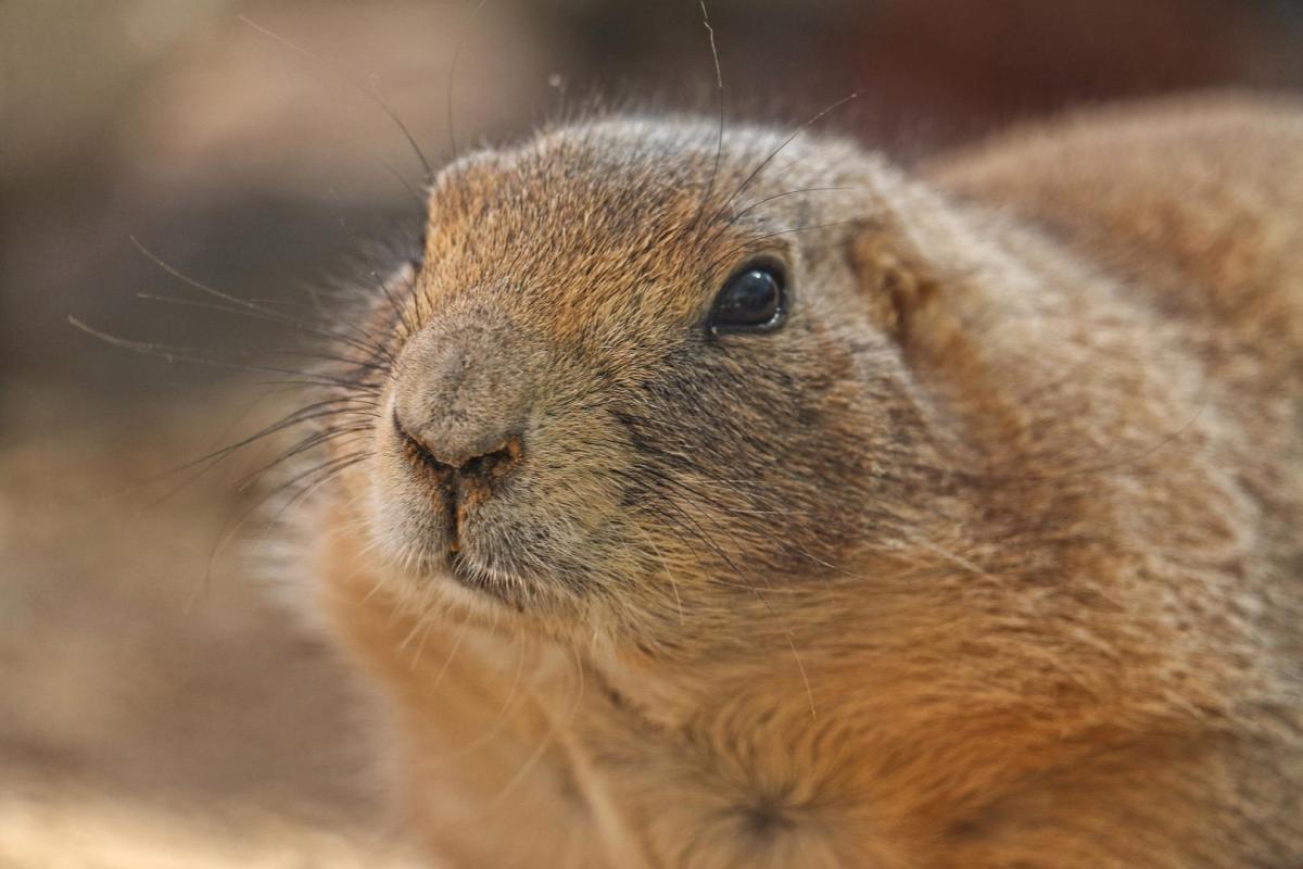 Competition entry: Prairie Dog