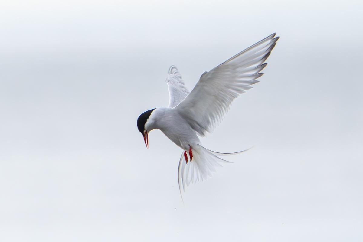 Arctic tern in flight, Nome, Alaska