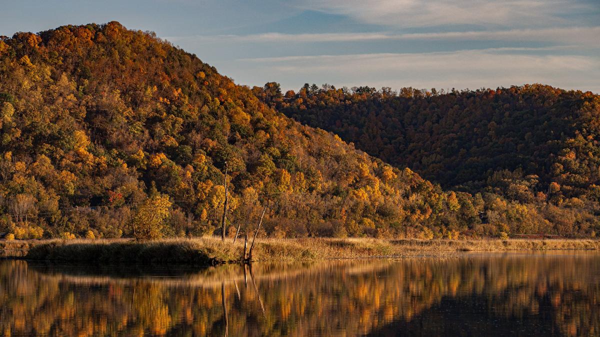 Competition entry: Coulee Leaves