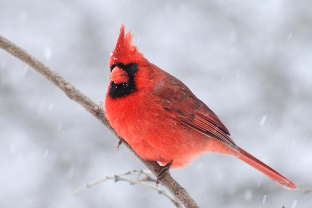 Competition entry: Northern Cardinal