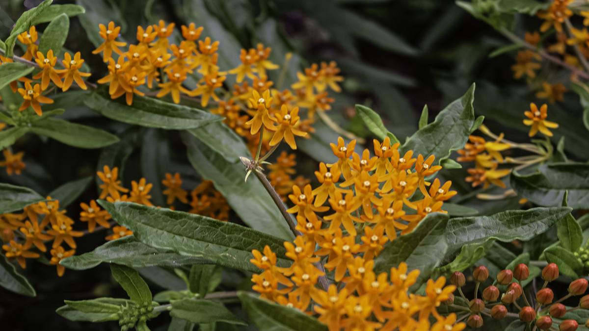 Competition entry: Butterfly Weed Bonanza 