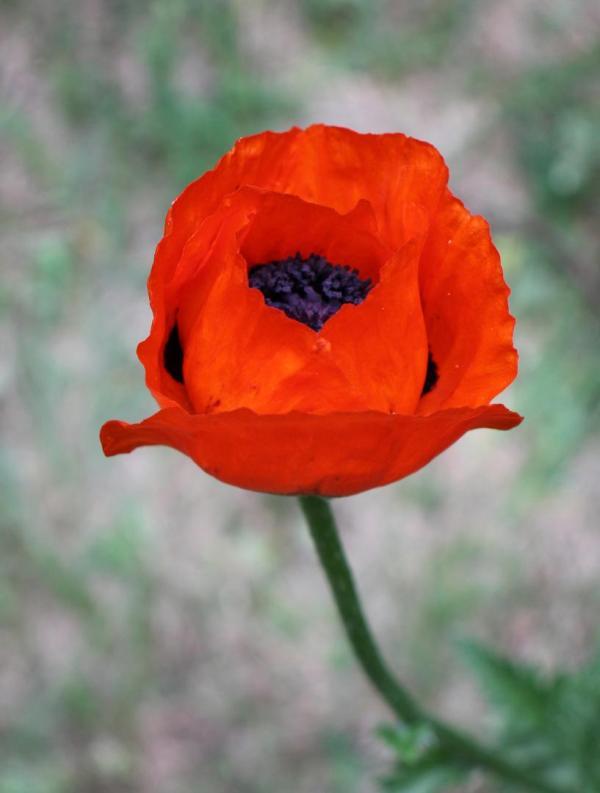 Competition entry: Orange Poppy