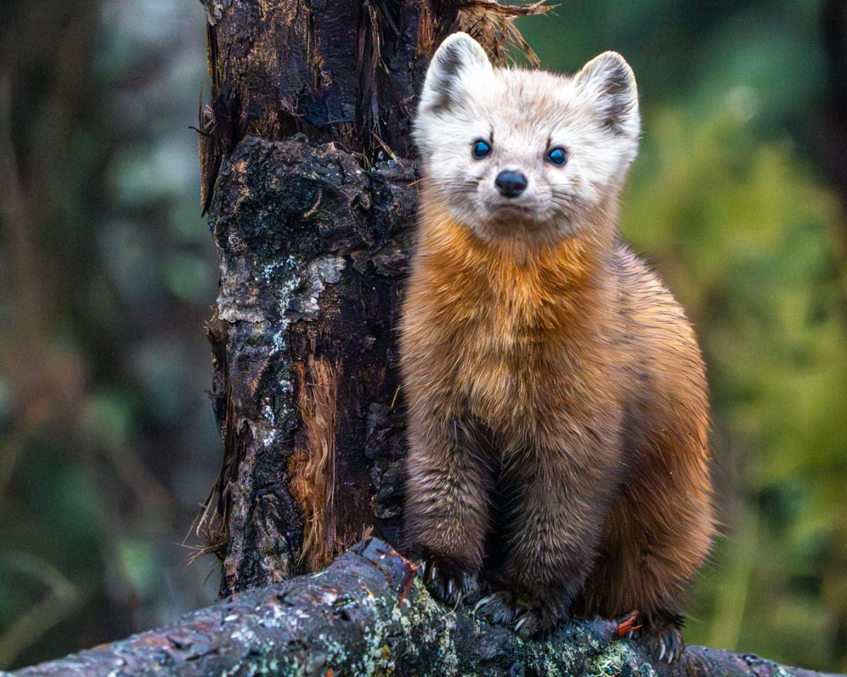 Pine Marten at Sax Zim bog, Meadowlands, MN