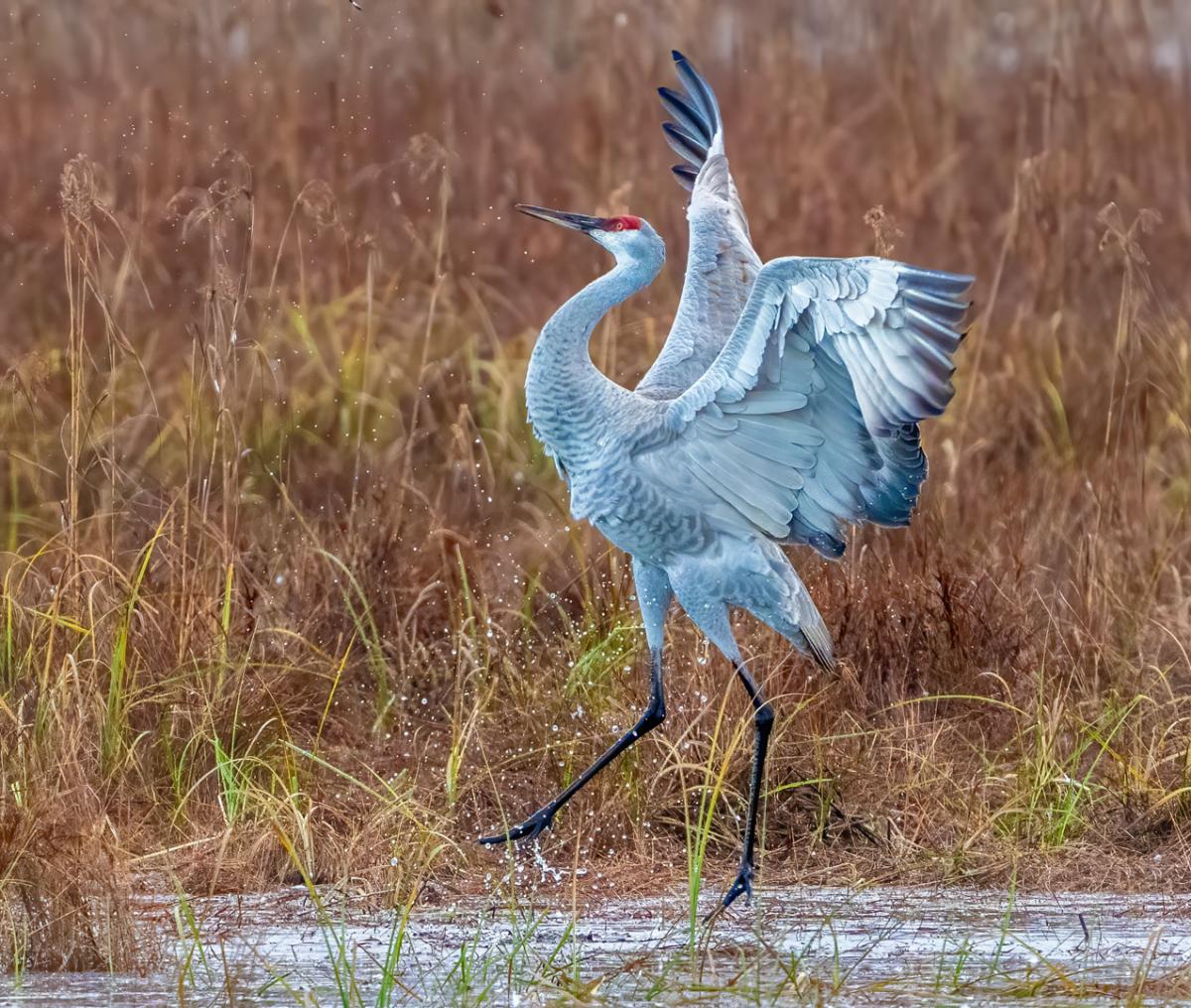 Sandhill Crane dancing at Crex Meadows, Grantsberg, WI