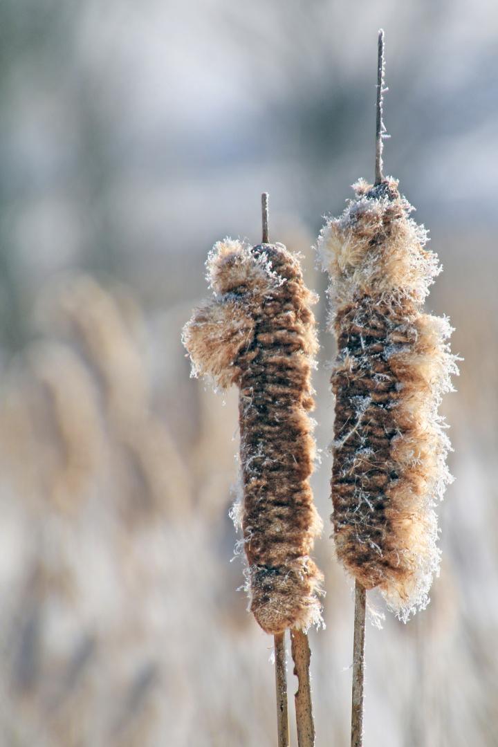 Competition entry: Frosted Cattails