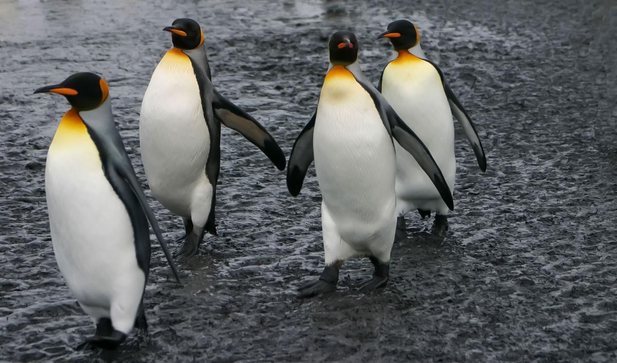 Competition entry: Marching Penguins