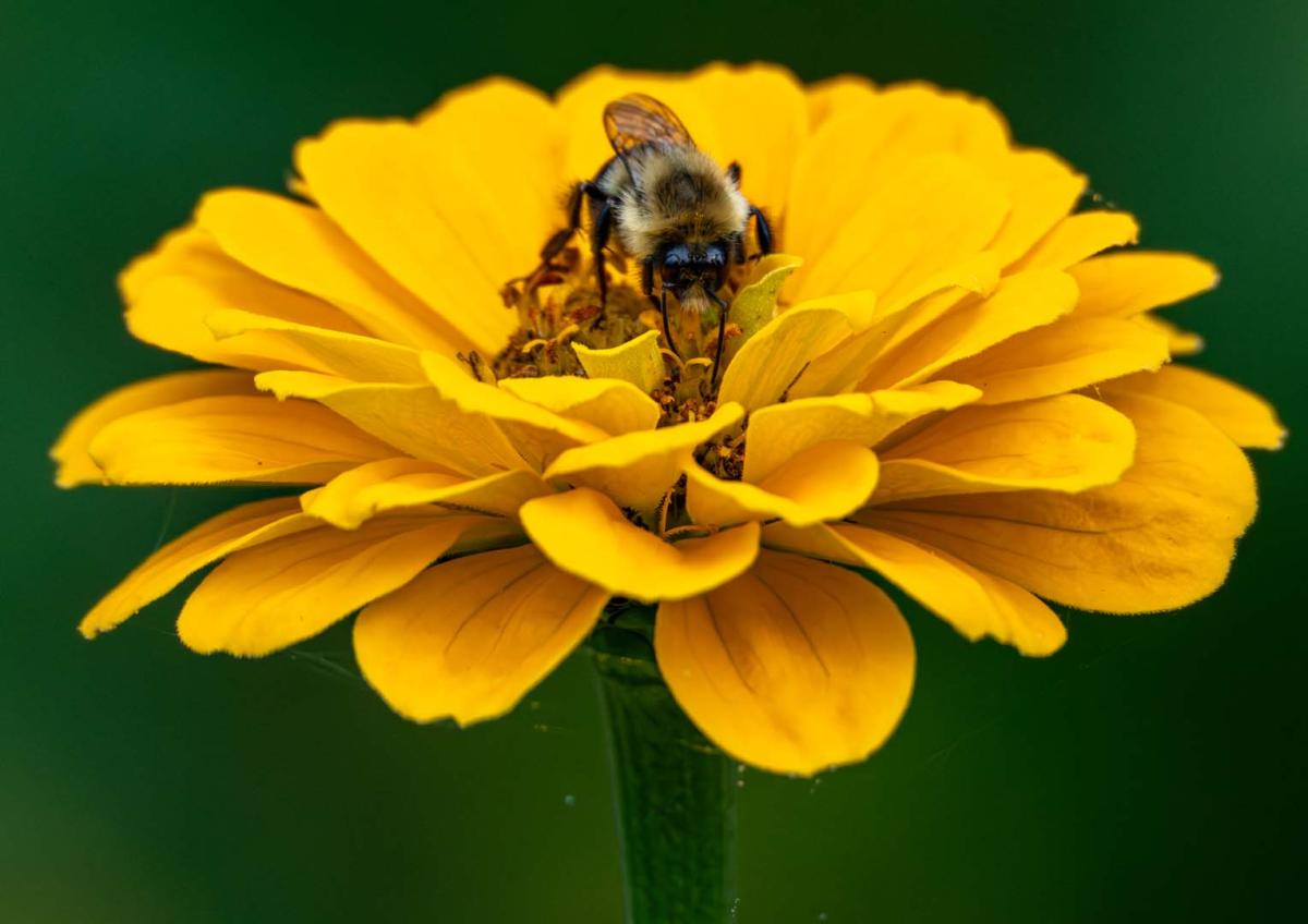 Competition entry: Hungry Bee