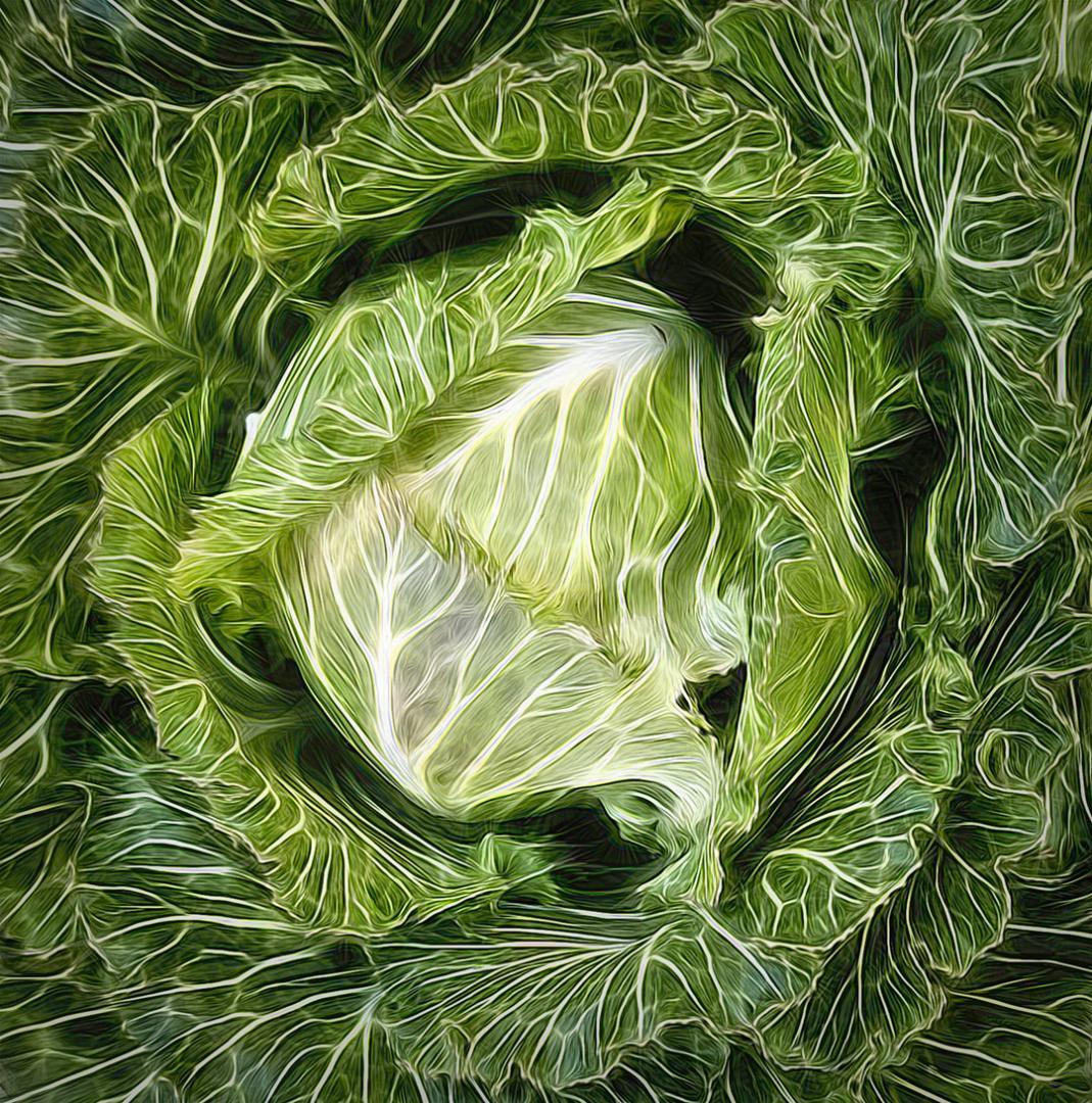 Competition entry: My Little Cabbage