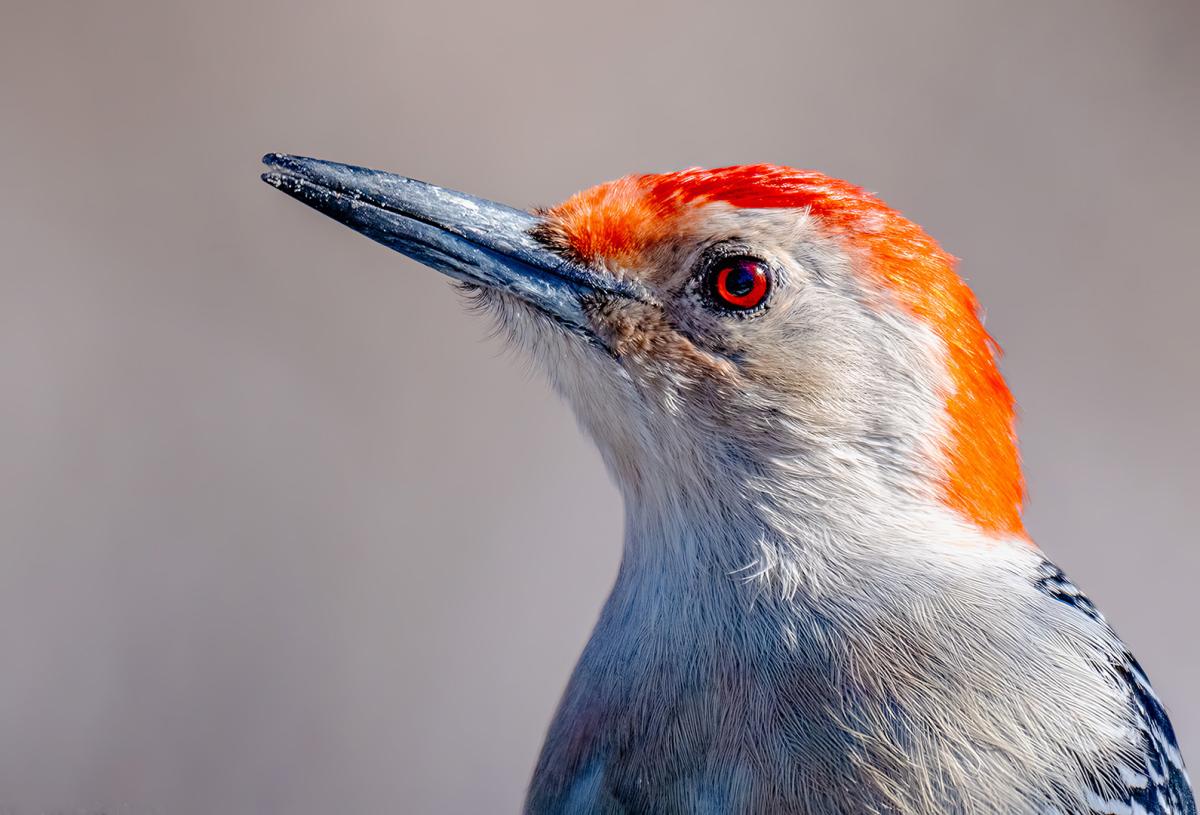 Competition entry: Backyard Woody