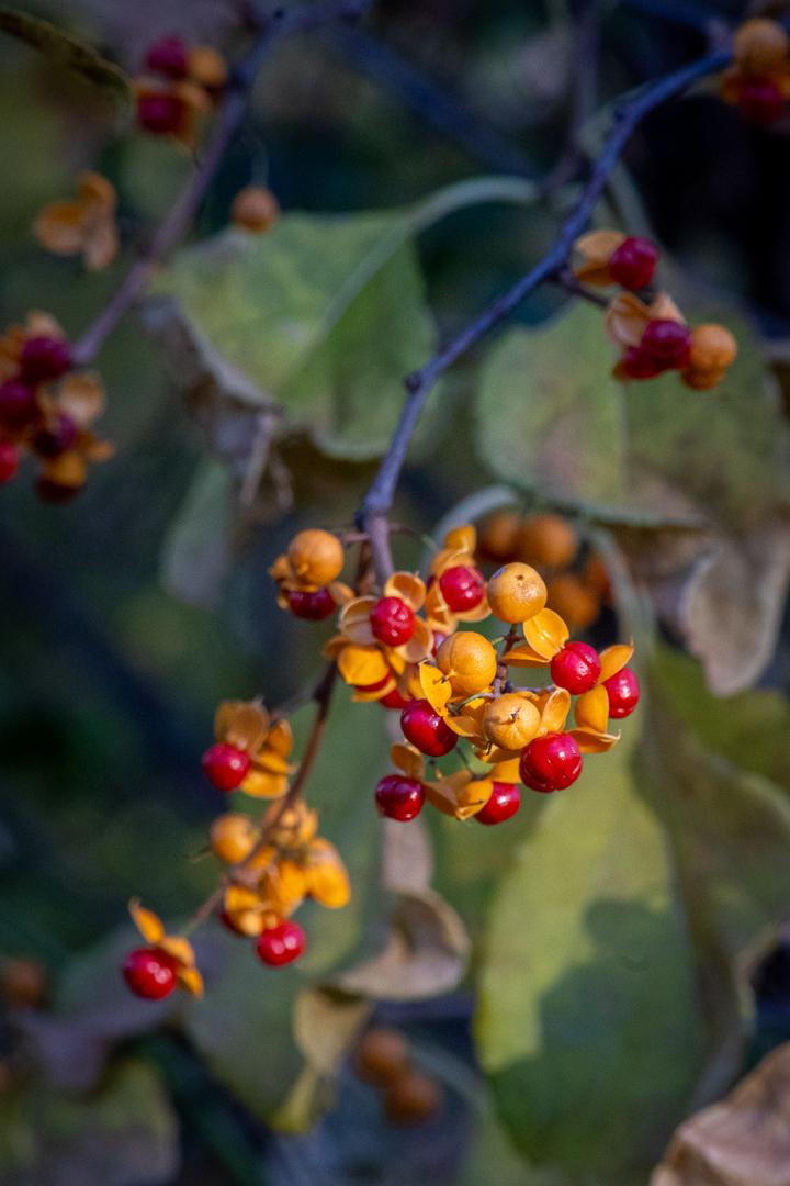 Competition entry: Bittersweet