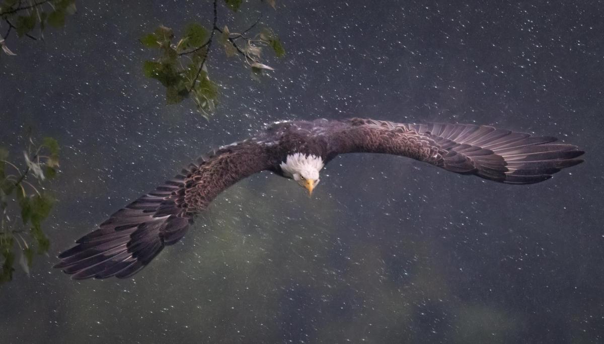 Competition entry: Diving Eagle in the Rain