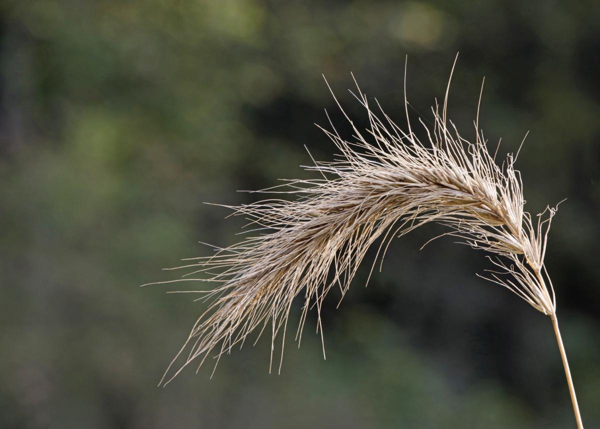 Competition entry: Fall Weed