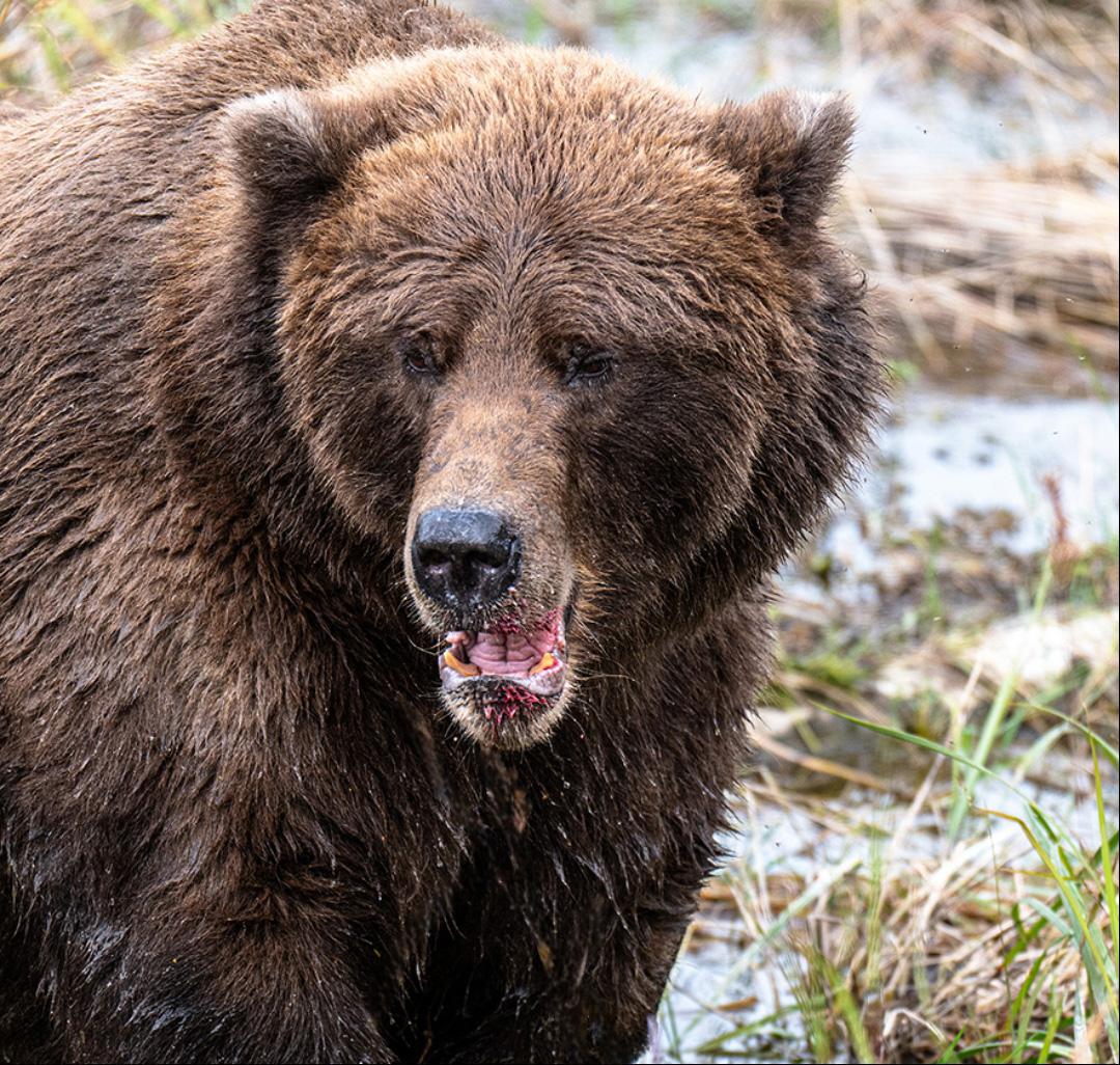 Competition entry: Mr. Grizzly