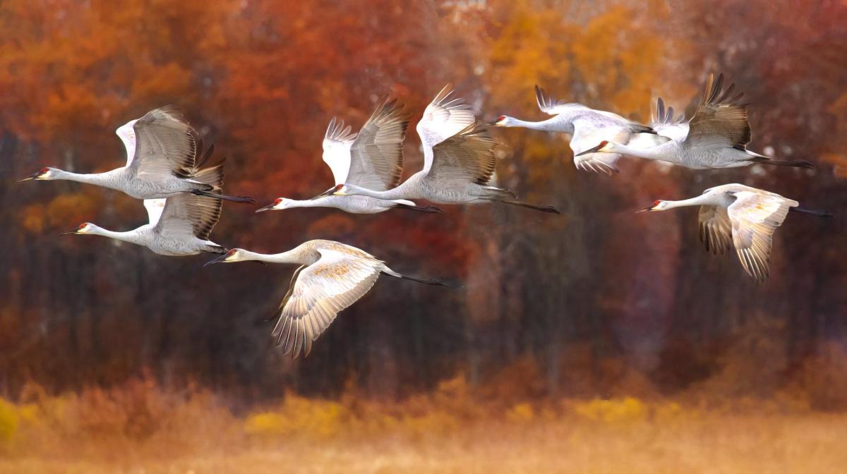 Competition entry: Sandhill Crane Migration 