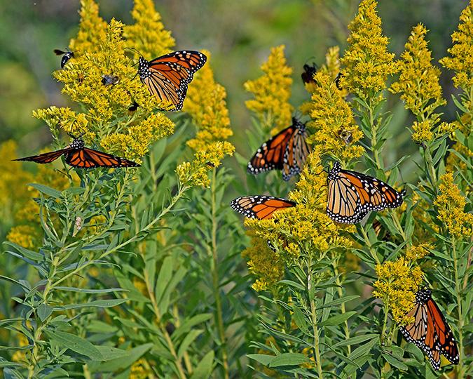 Competition entry: Monarch Meetup