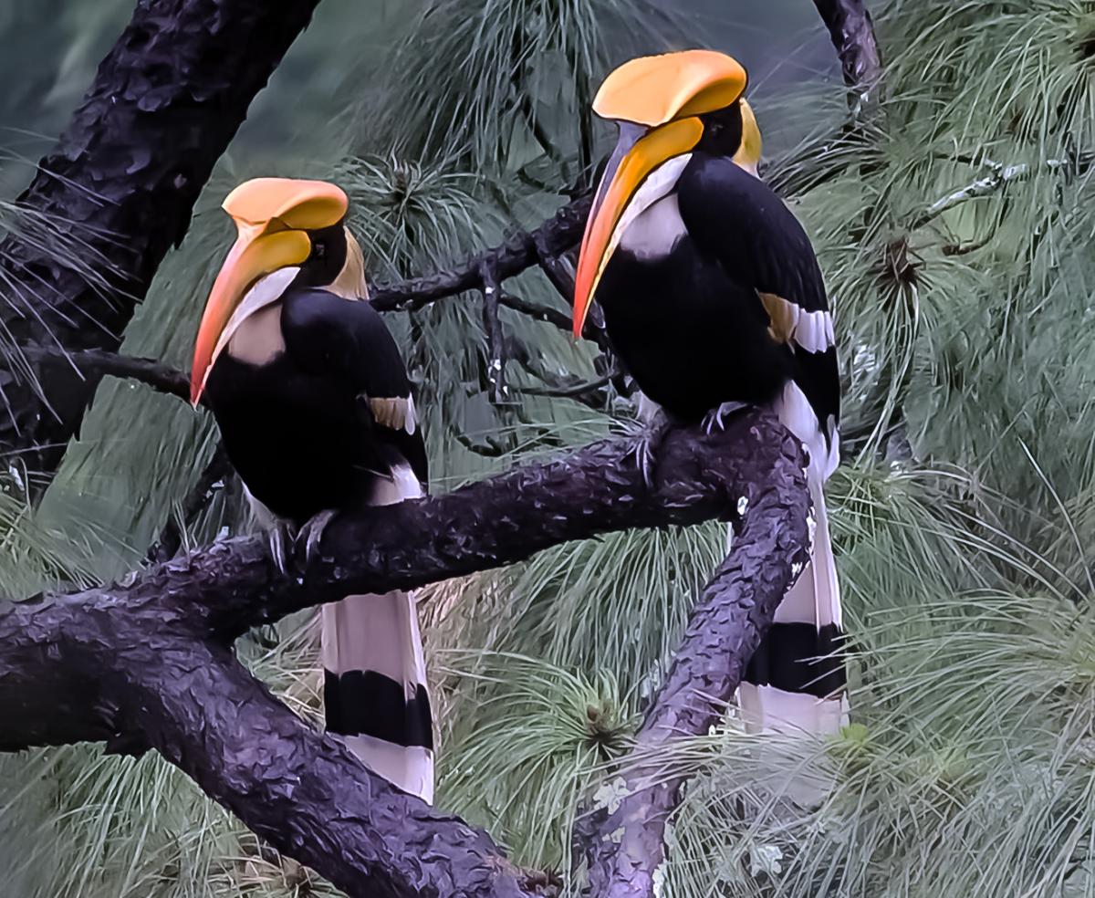 Competition entry: Great Hornbill