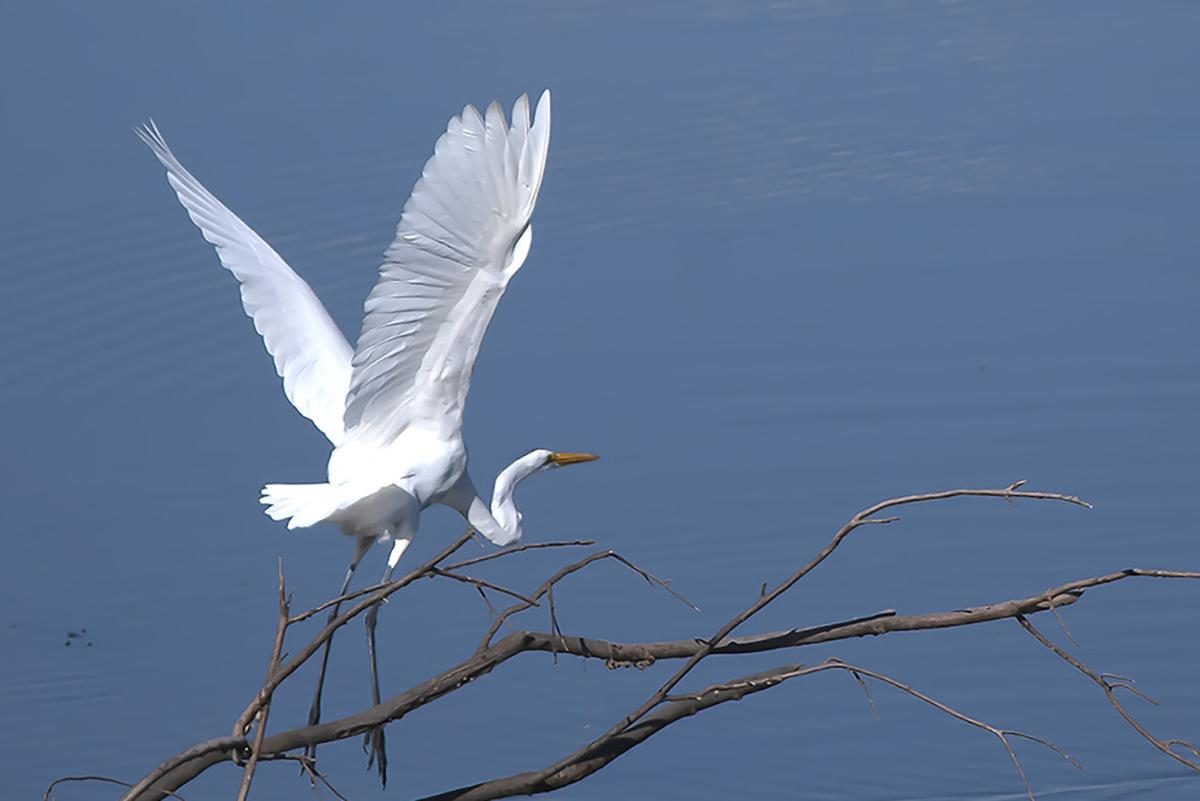 Competition entry: Egret :Leaving