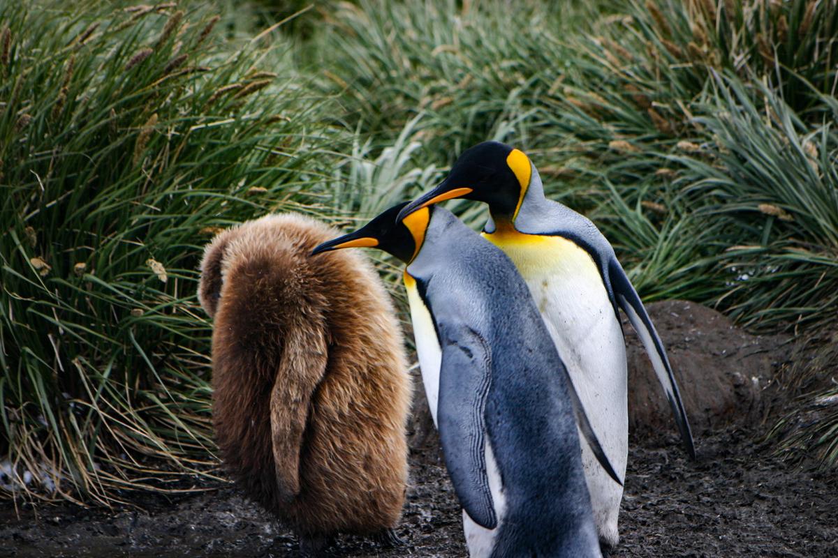 Competition entry: Mom, Pop and Baby