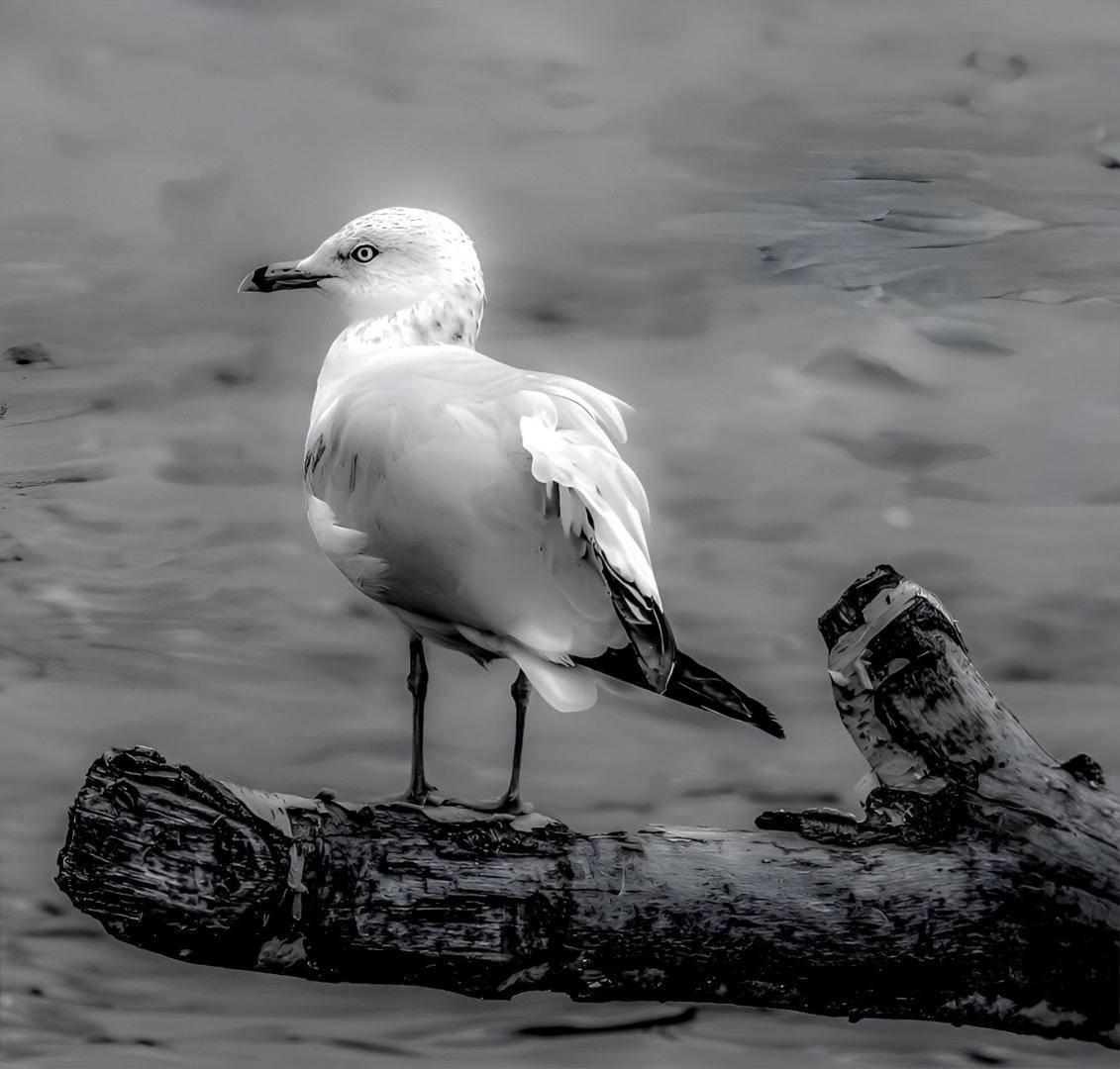 Photoshop with my Nikon camera. Photoshop Express and Lightroom used for color editing.