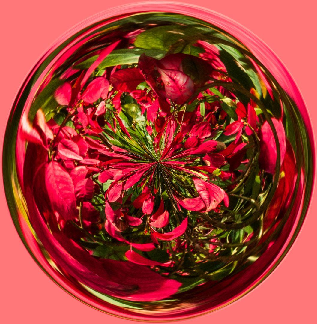 Competition entry: Another Look At A Poinsettia