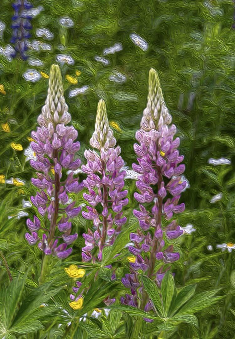 Competition entry: Lupine Standouts