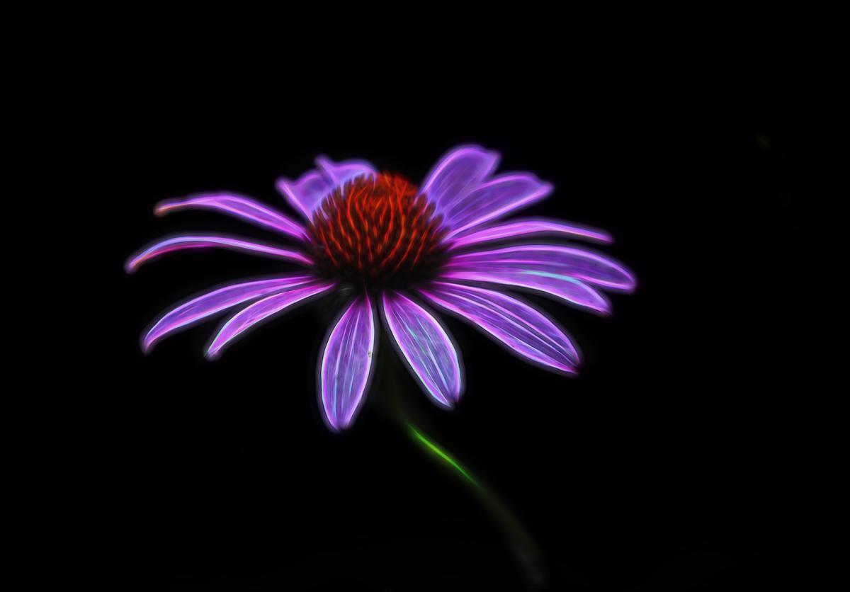 Competition entry: Purple Coneflower