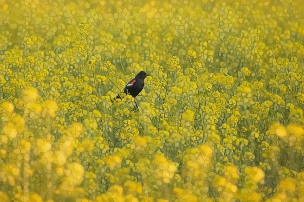 Competition entry: Red Wing