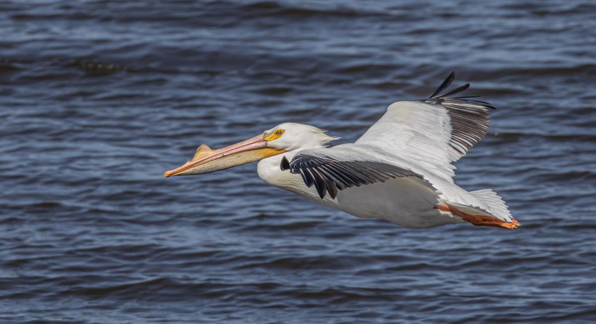 American White Pelican in Flight