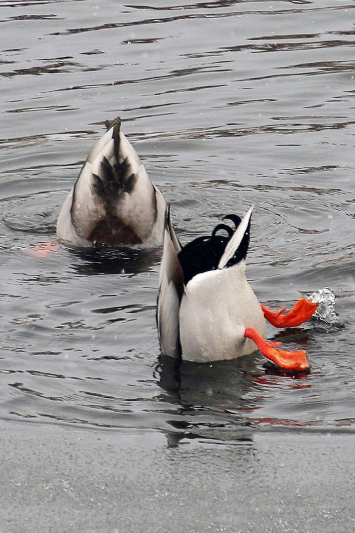 Competition entry: Bottoms Up