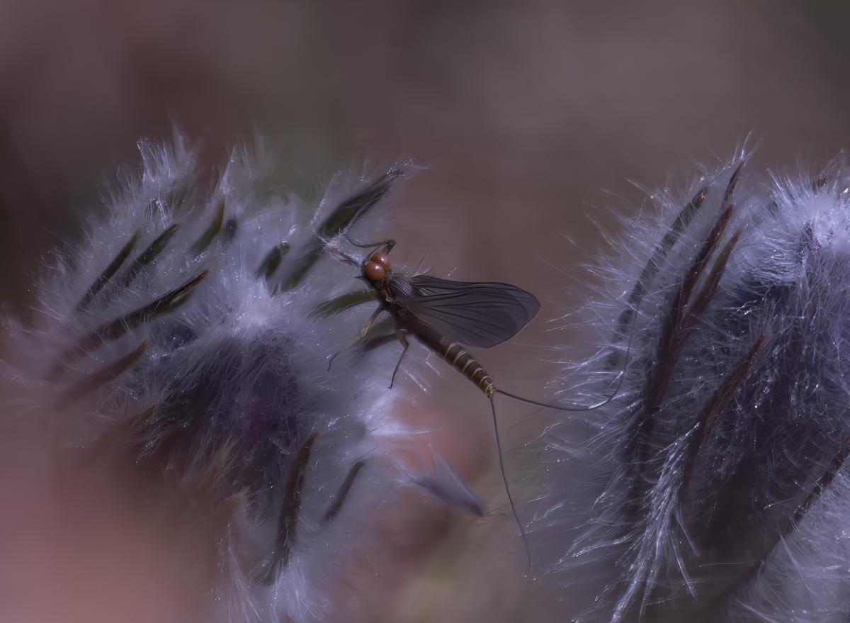 Competition entry: First signs of Life