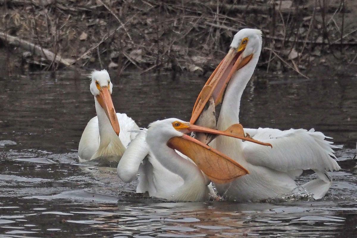 Competition entry: Fishing Day