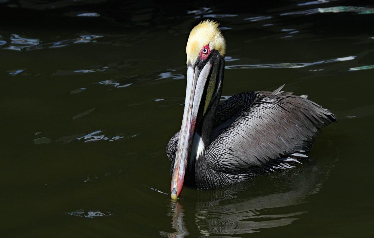 Competition entry: Florida Pelican