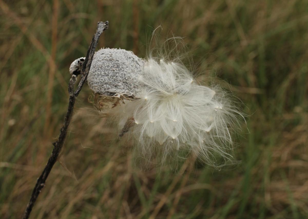 Competition entry: Fluffy Milkweed