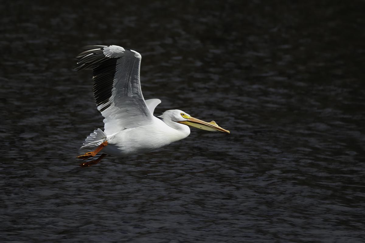 Competition entry: Great Day for Flying