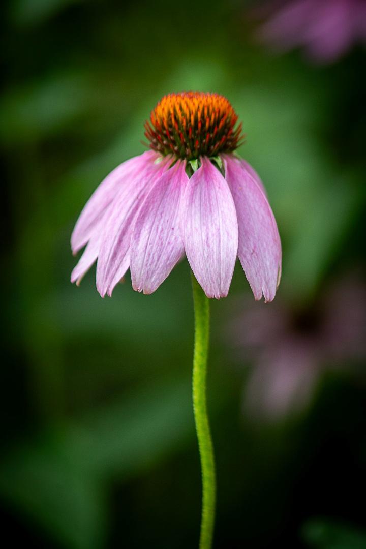 Competition entry: Narrow Leaf Coneflower