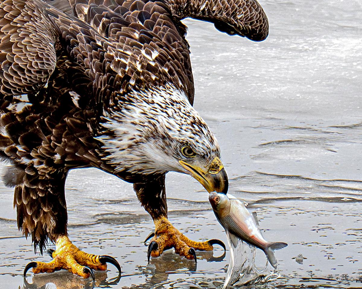 Competition entry: No Fishing pole needed