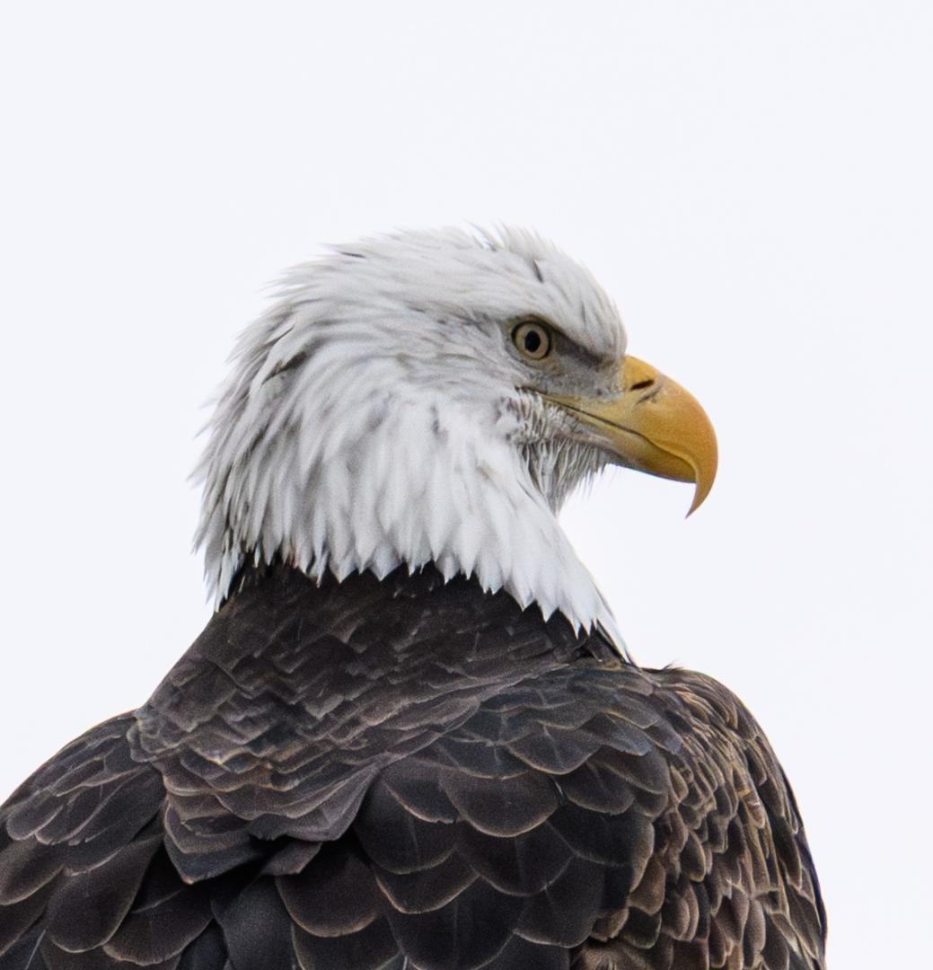 Competition entry: Te Eagle has landed