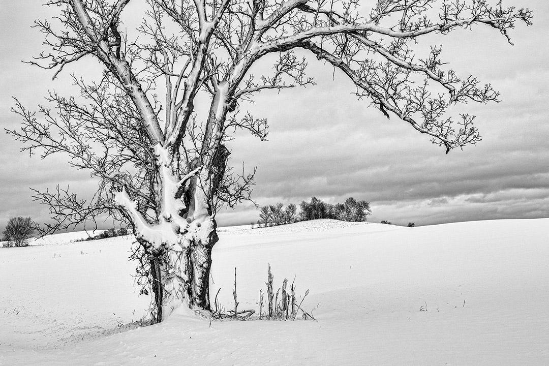 Competition entry: Snow-covered Oak