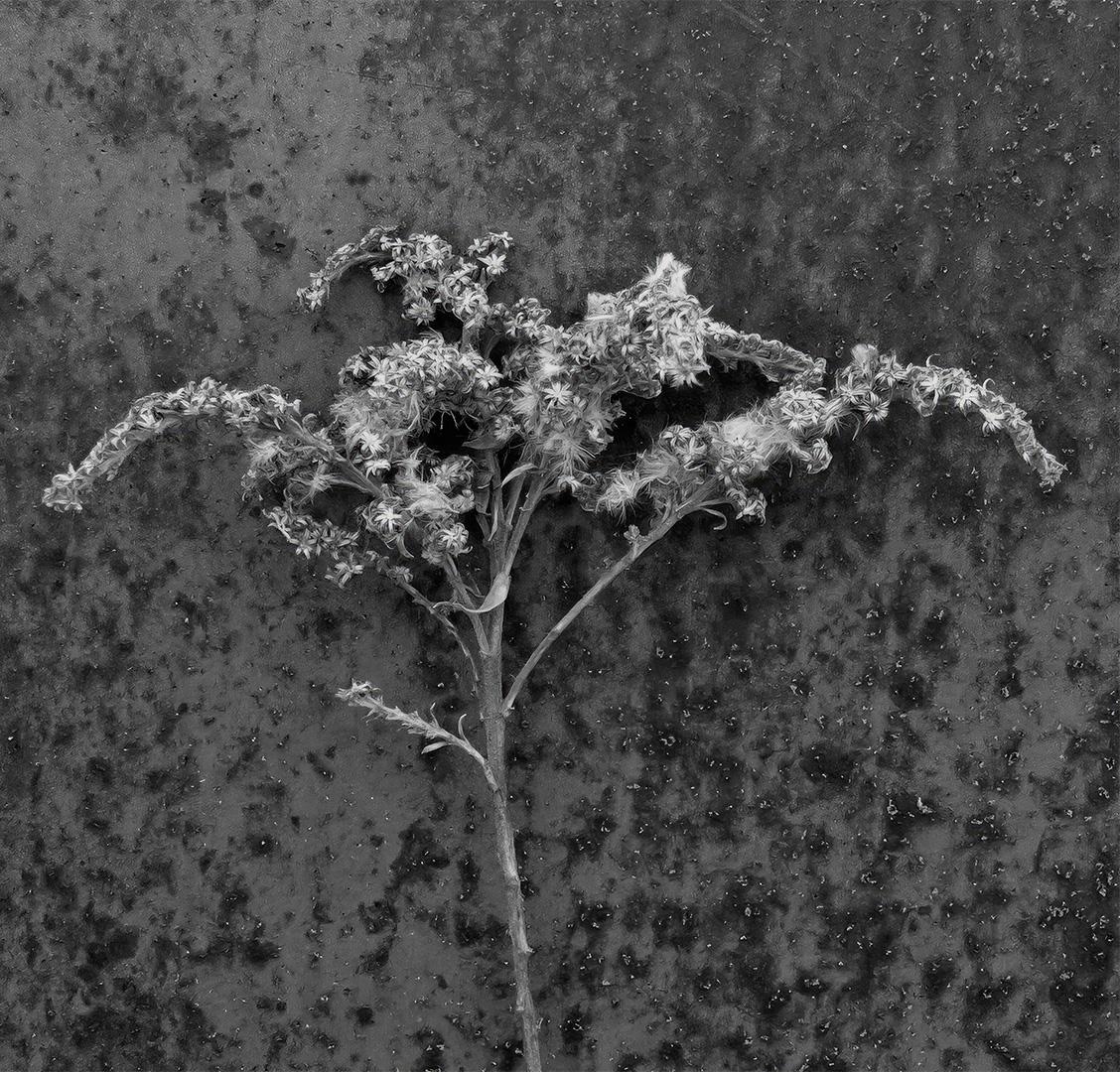 Competition entry: Weed on Rust