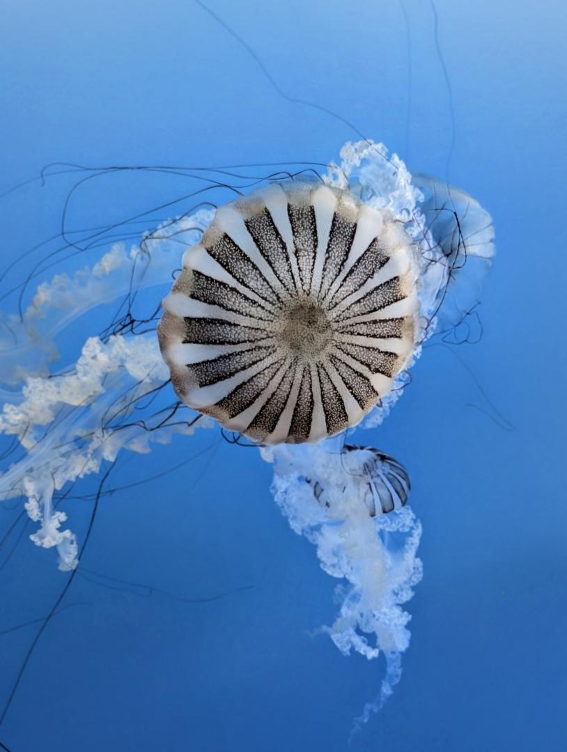 Competition entry: Siesta Key Jellyfish 