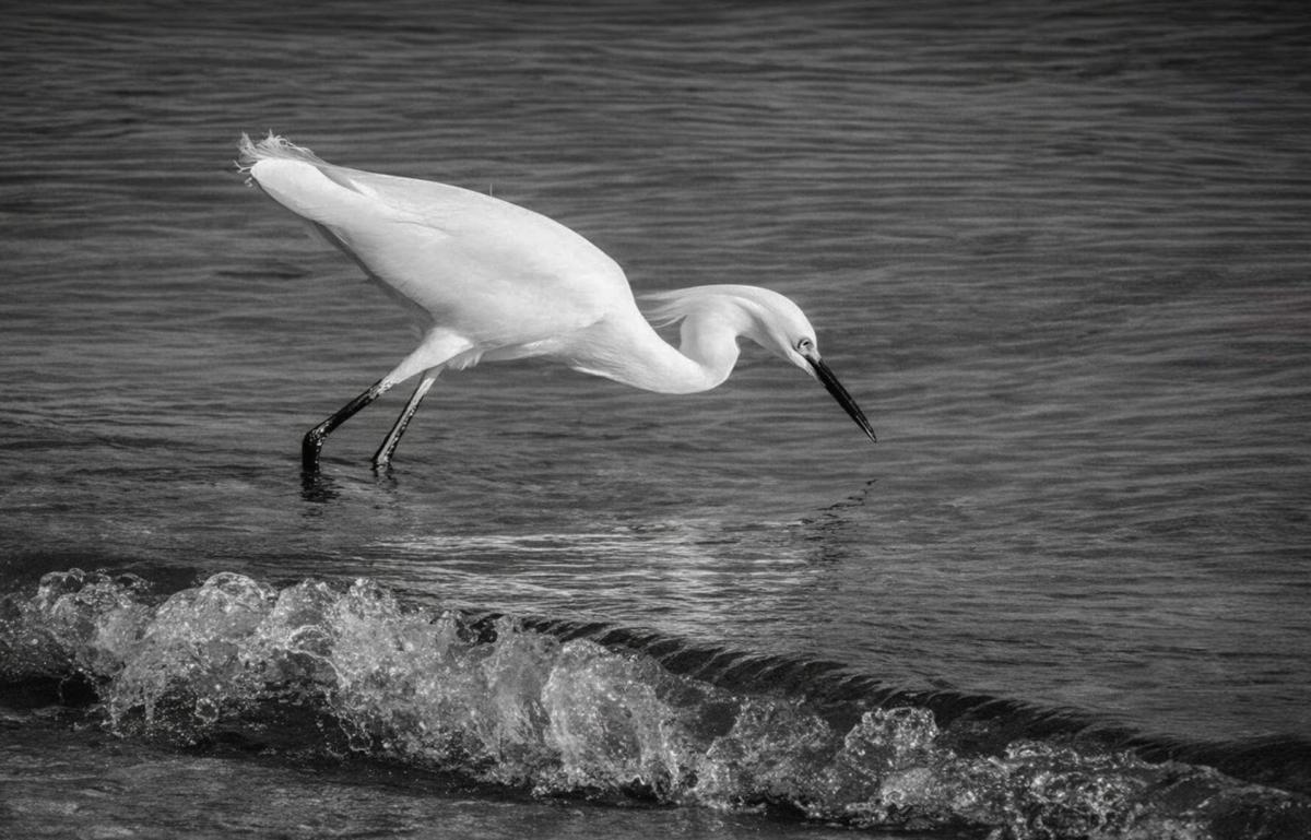 Competition entry: Meal Time