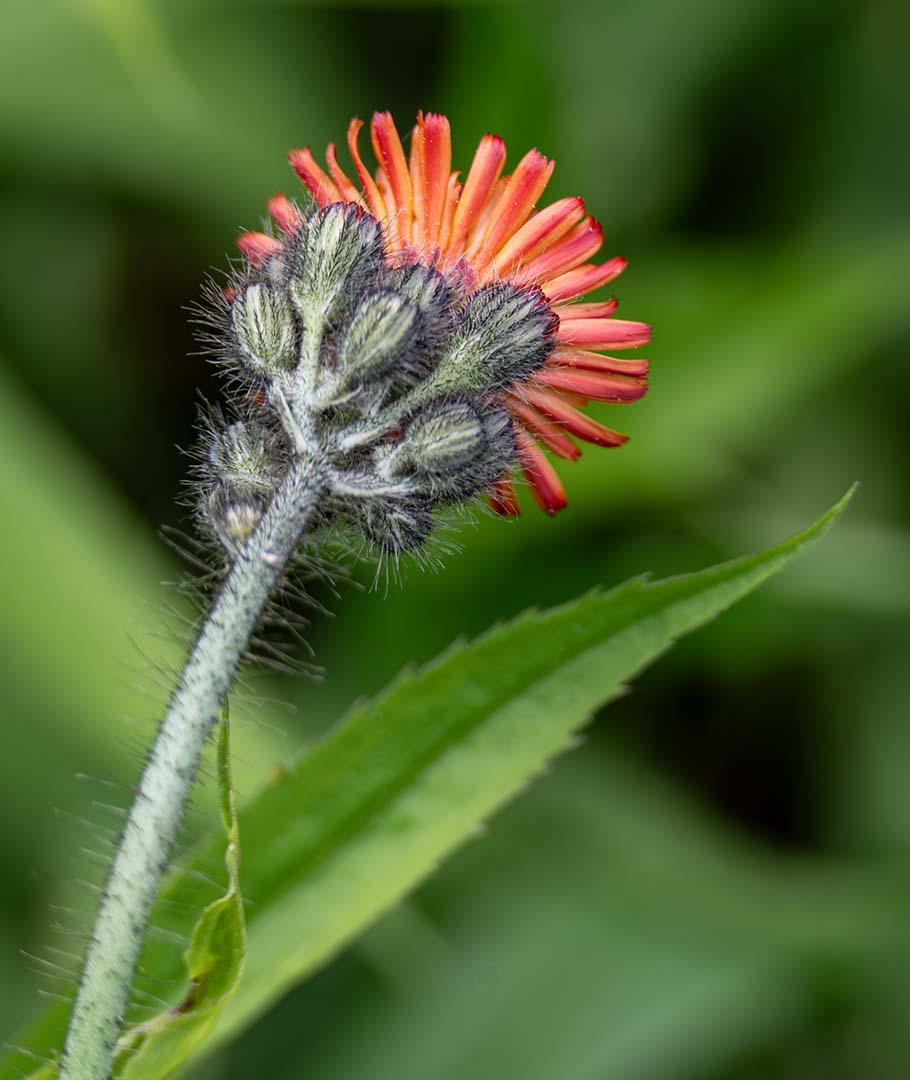 Competition entry: Indian Paint