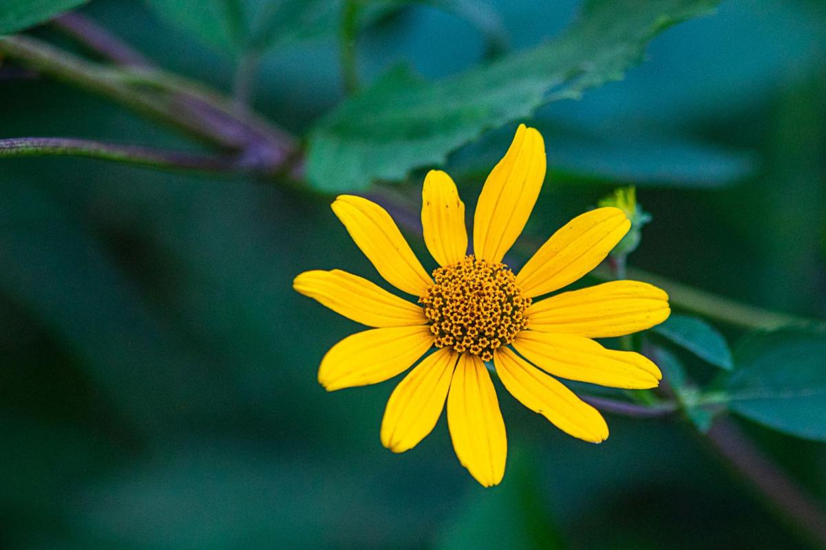 Competition entry: Rough Oxeye