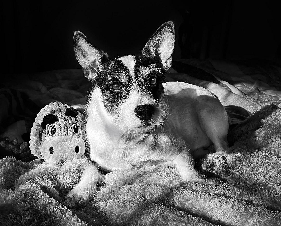 Competition entry: Bucky